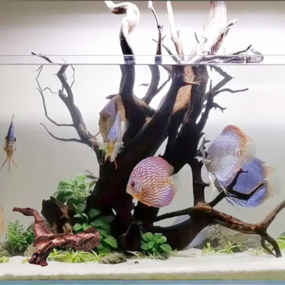 Creatief gevormd koraalhout, n - Aquarium Marine Rock recensie en prijs